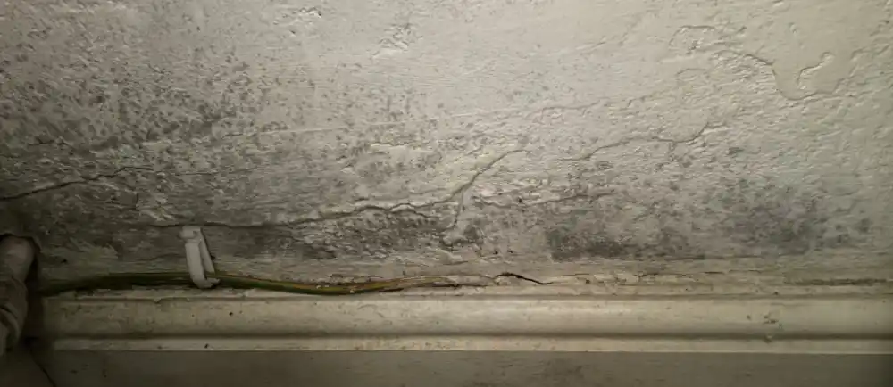 Damp wall in cupboard with mould